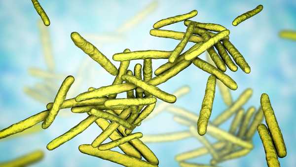 Leprosy bacteria. Computer illustration of Mycobacterium leprae bacteria, the Gram-positive rod-shaped bacteria which cause the disease leprosy.