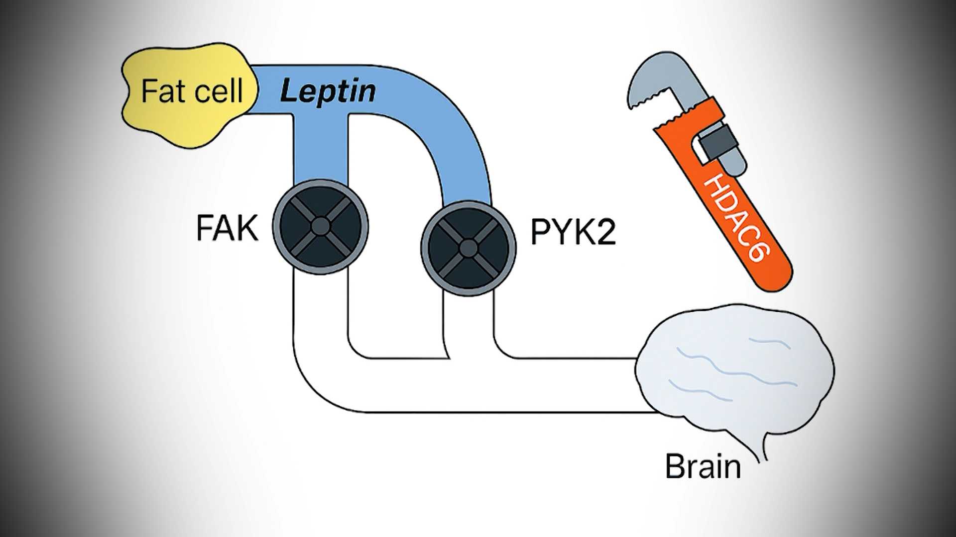 Researchers reveal new approach to obesity drug development
