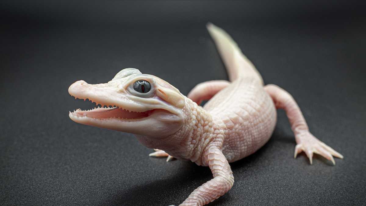 Leucistic Alligator Born At Gatorland Is One Of 8 In The World