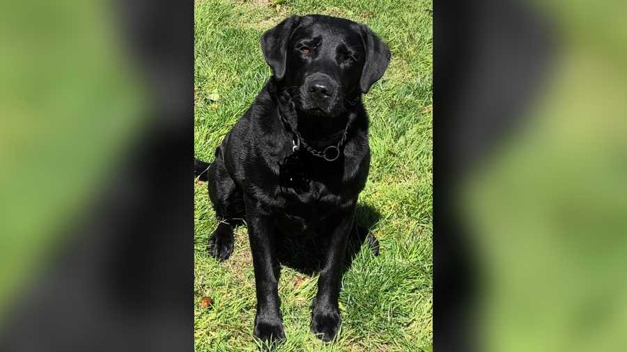 Levi is a retired SSO airport K-9 and has been missing since Christmas.