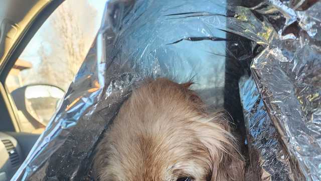 Dogs rescued from icy waters of Waldo County lake - Vimarsana News
