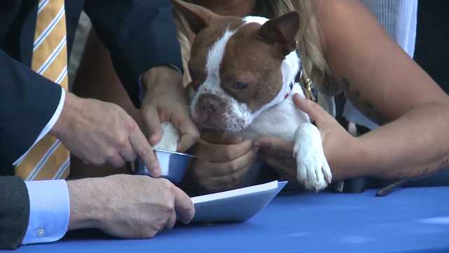 Little dog whose plight led to a change in Pa. law, turns 8 - Vimarsana News