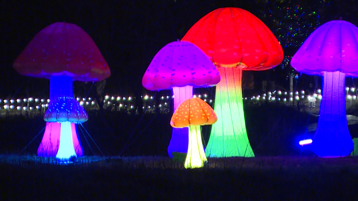 Vacation gentle show illuminates 1-mile path by Cincinnati Nature Middle
