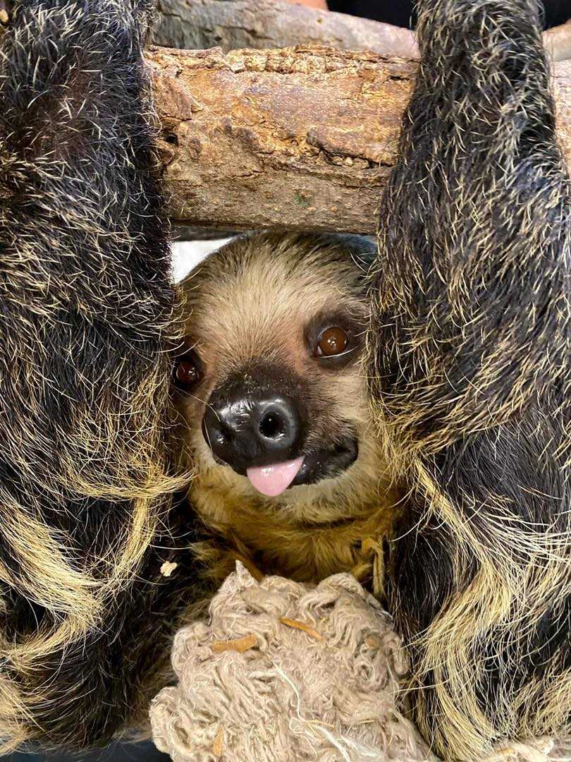 Birth watch for baby sloth at Cincinnati Zoo: Strong fetal