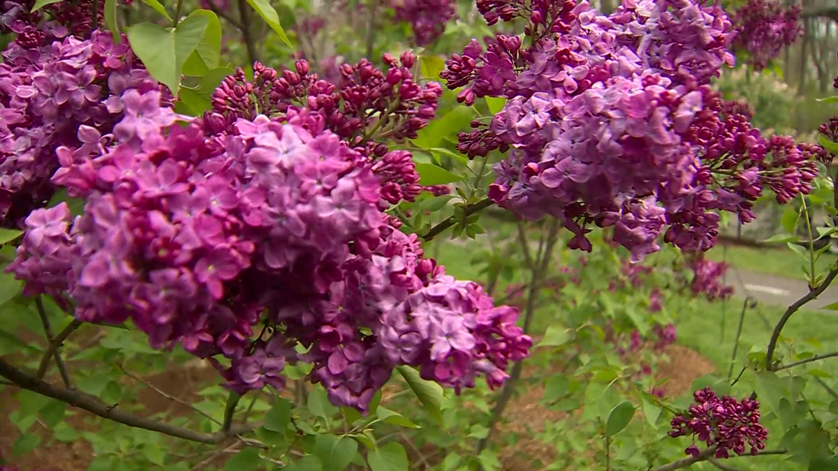 'Lilac Sunday' returns this Mother's Day to Arnold Arboretum at Harvard