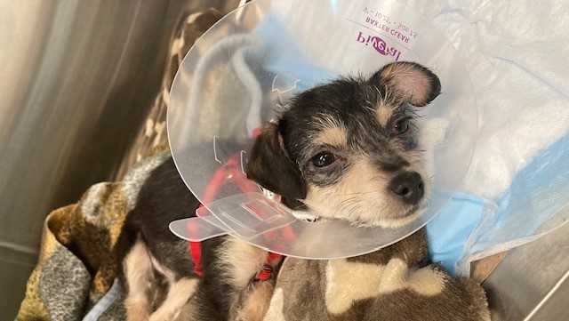 Puppy abandoned in Mass. town had head trauma, police say - Vimarsana News