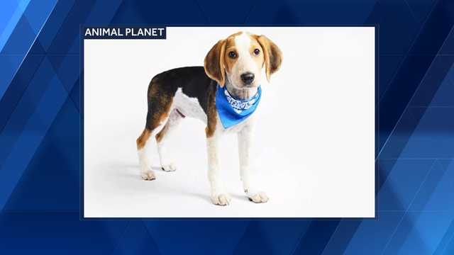 Baltimore roots for Linus in 2024 Puppy Bowl - Vimarsana News