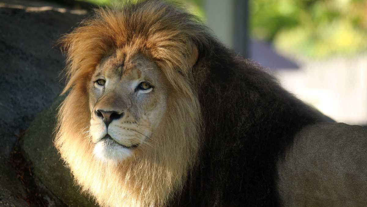 3 lions at Indianapolis Zoo test positive for COVID19