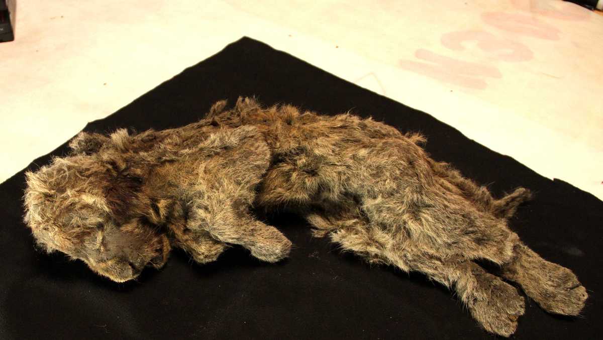 Un antiguo cachorro de león perfectamente conservado fue encontrado completo con bigotes y piel.