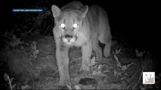 Nebraska regulators approve hunting seasons for mountain lions, river otters - Vimarsana News