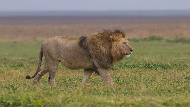 Lion file photo