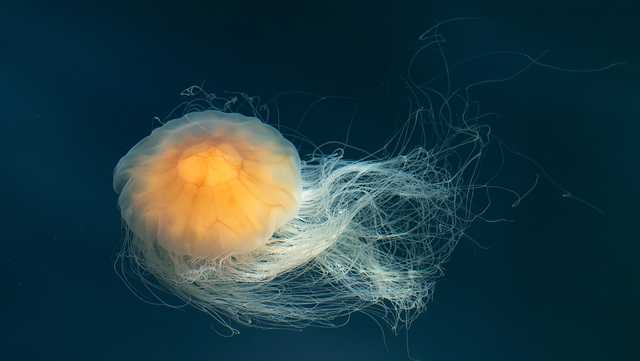 Jellyfish Elden Ring:
