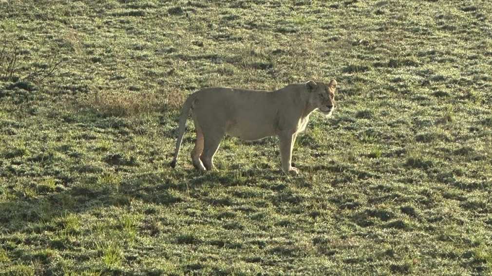 Vermont balloon pilot spends off-season offering safaris by air over Serengeti in Africa