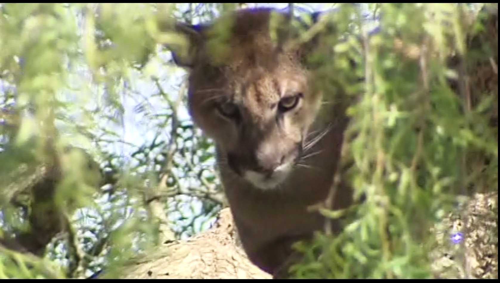 Santa Cruz mountain lion found hiding in tree