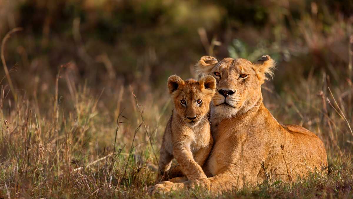 A lioness ate her newborn cubs 3 days after giving birth at a German zoo