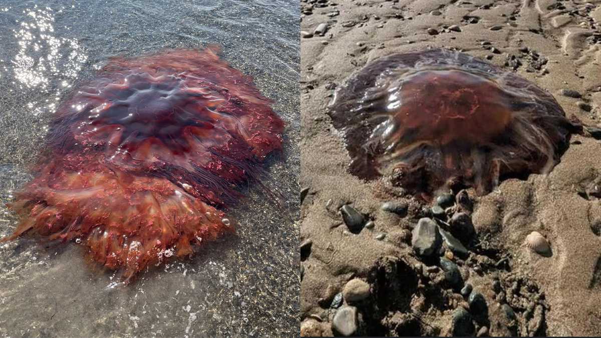 Large jellyfish washing up on Maine beaches: What you need to know
