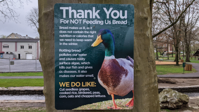 Lititz Springs Park in Lancaster County asks visitors not to feed ducks bread - Vimarsana News