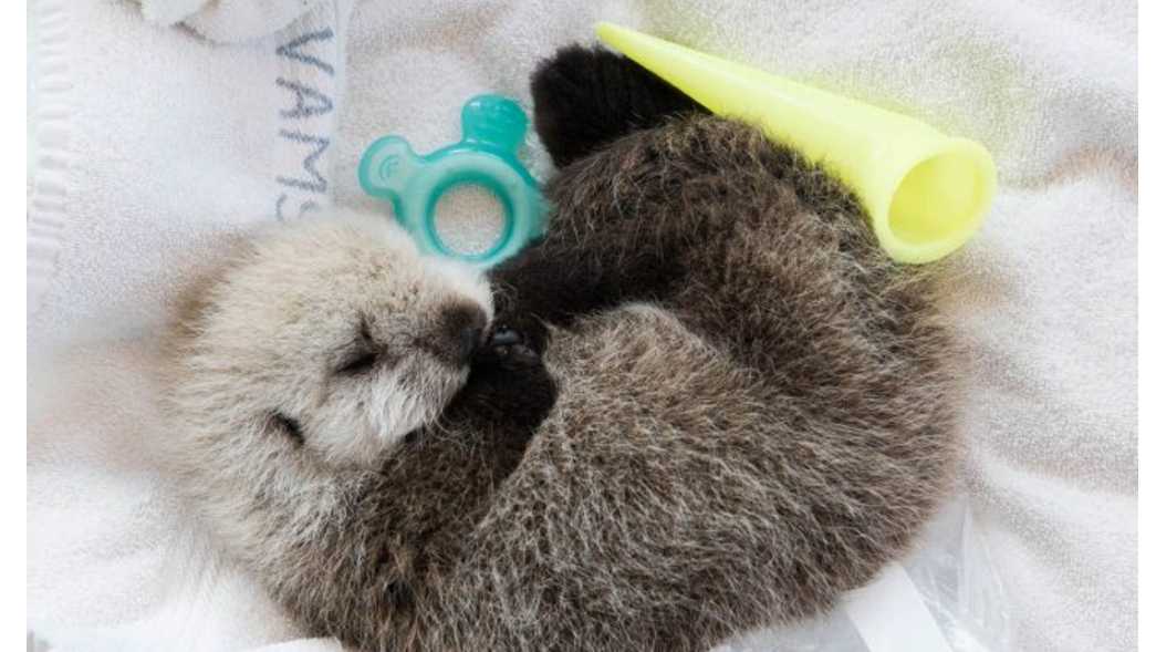 Newborn sea otter pup rescued off Vancouver Island