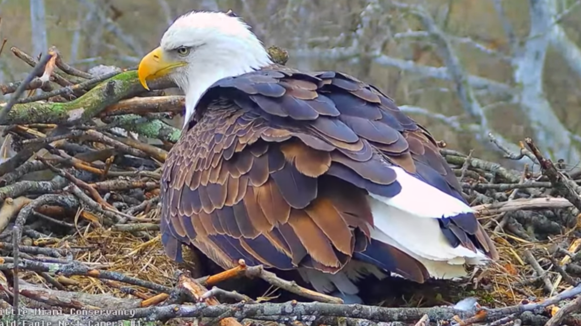 Little Miami Conservancy announces second egg laid by bald eagle