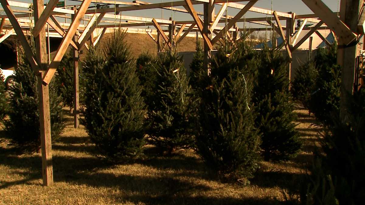 MAP Where you can get live Christmas trees in the Louisville region