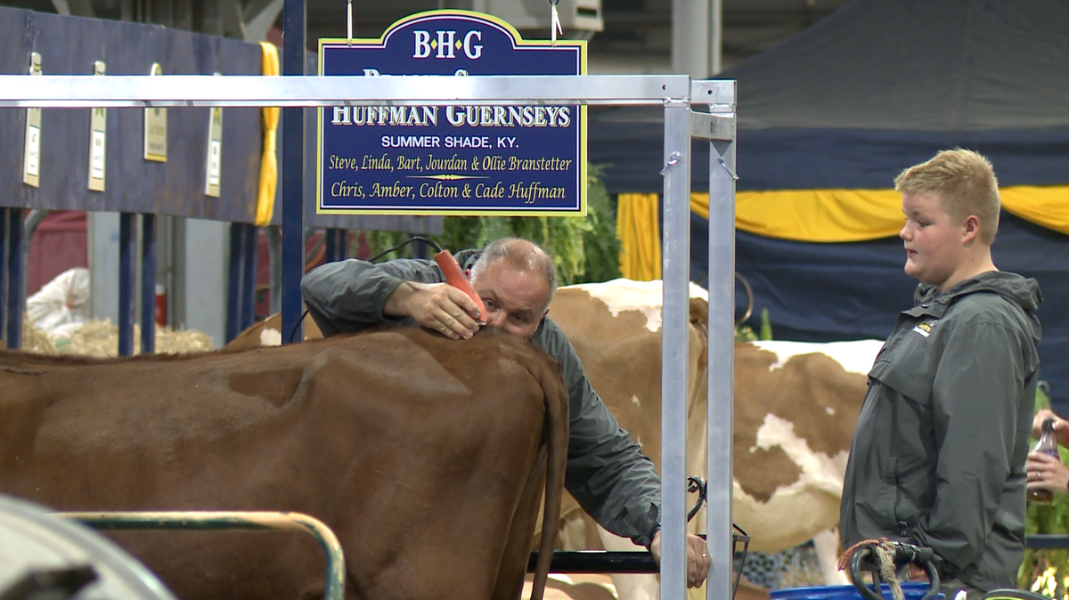 livestock-participants-prepare-for-competition-at-kentucky-state-fair