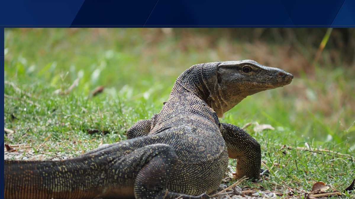 Florida Man Convicted Of Smuggling Lizards From Philippines