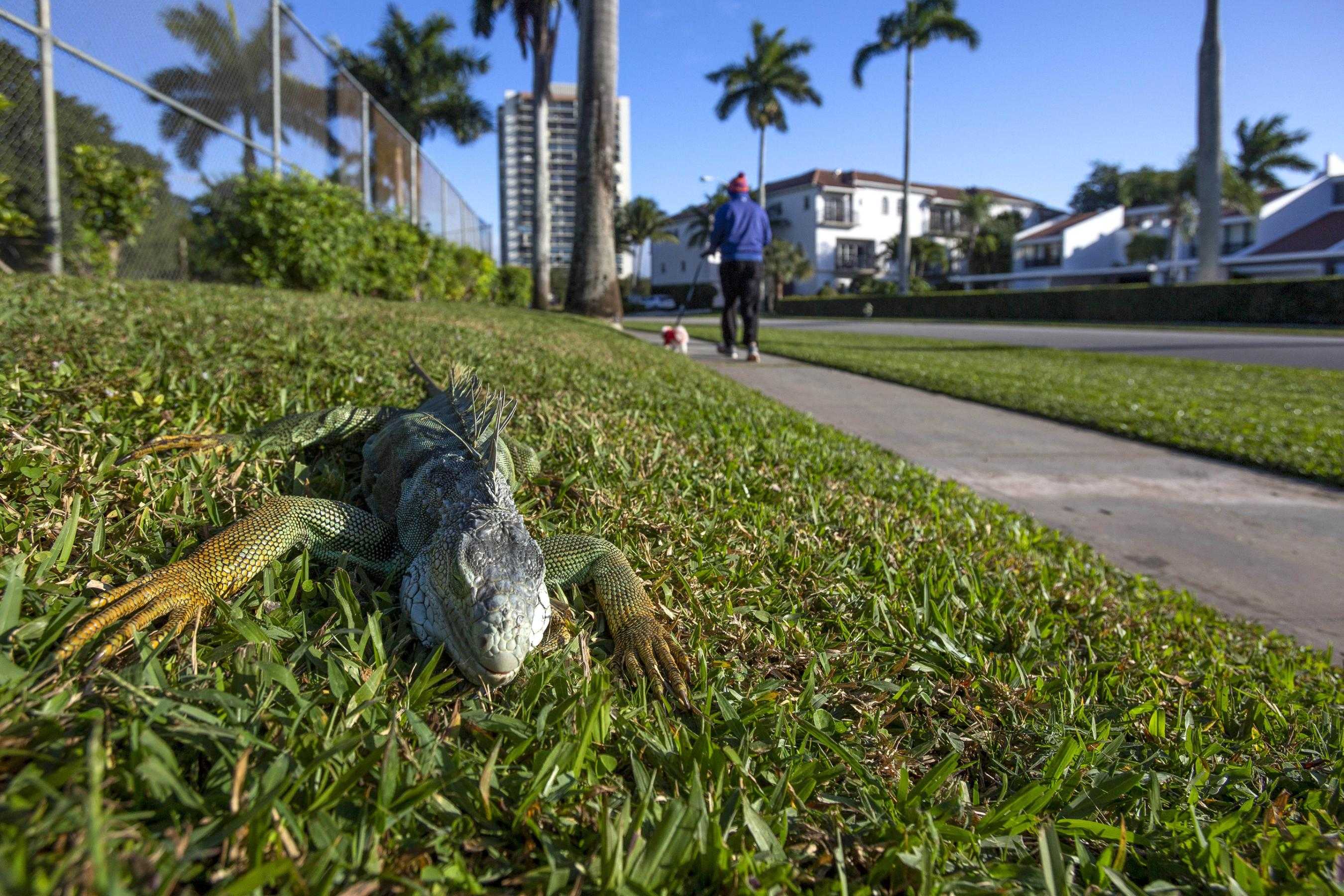 Florida S Falling Lizards Are Getting Used To Winter Temperatures   Lizard 1603283143 