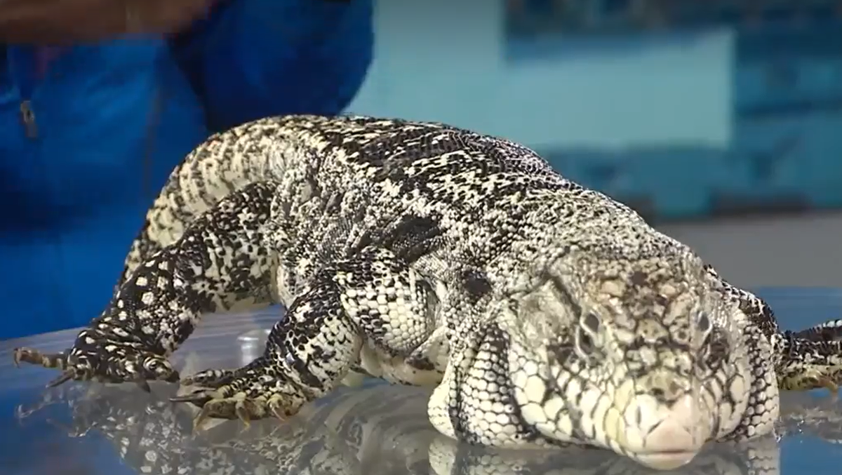 Wildlife Encounters showcases legless lizard, Argentinian reptile