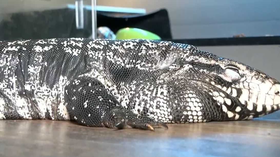 Giant, invasive tegu lizards found in the Peach State