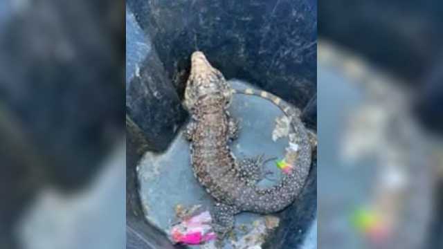 Police Respond To Report Of Alligator In Oklahoma City Neighborhood Turns Out To Be Lizard oklahoma city neighborhood turns