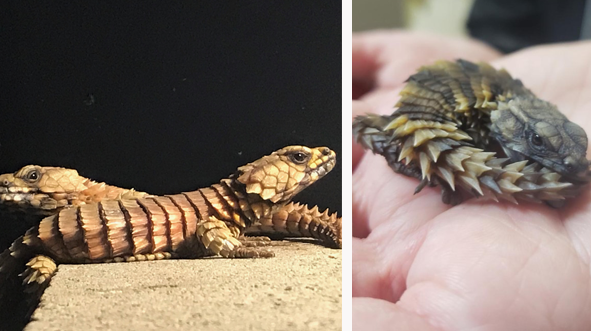 Cincinnati Zoo Cares For Lizards Rescued From Illegal Exotic Pet Trade,Strollers That Face You