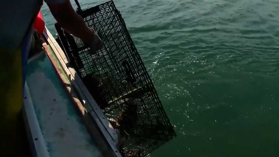 lobster trap being hauled out of the water