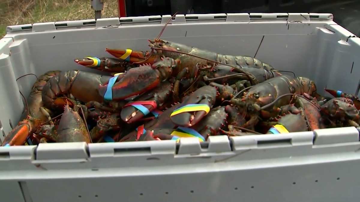 Legal sizes for lobsters could change to protect population