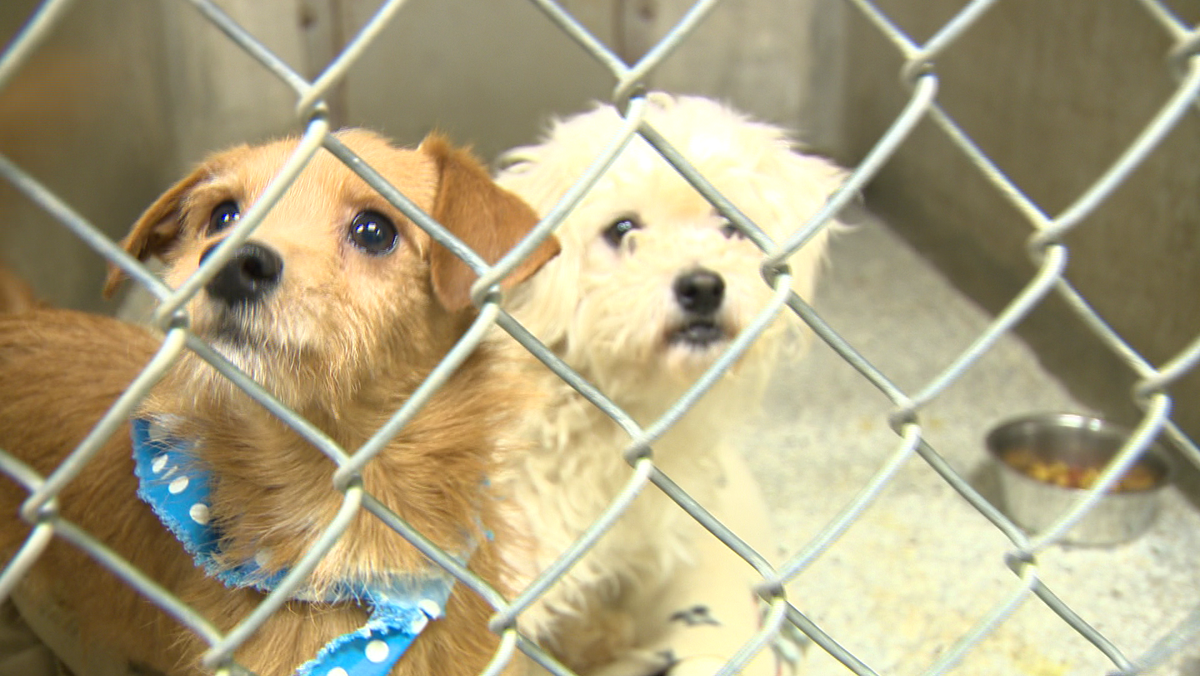 6 pets who need forever homes as Lodi animal shelter maxes out