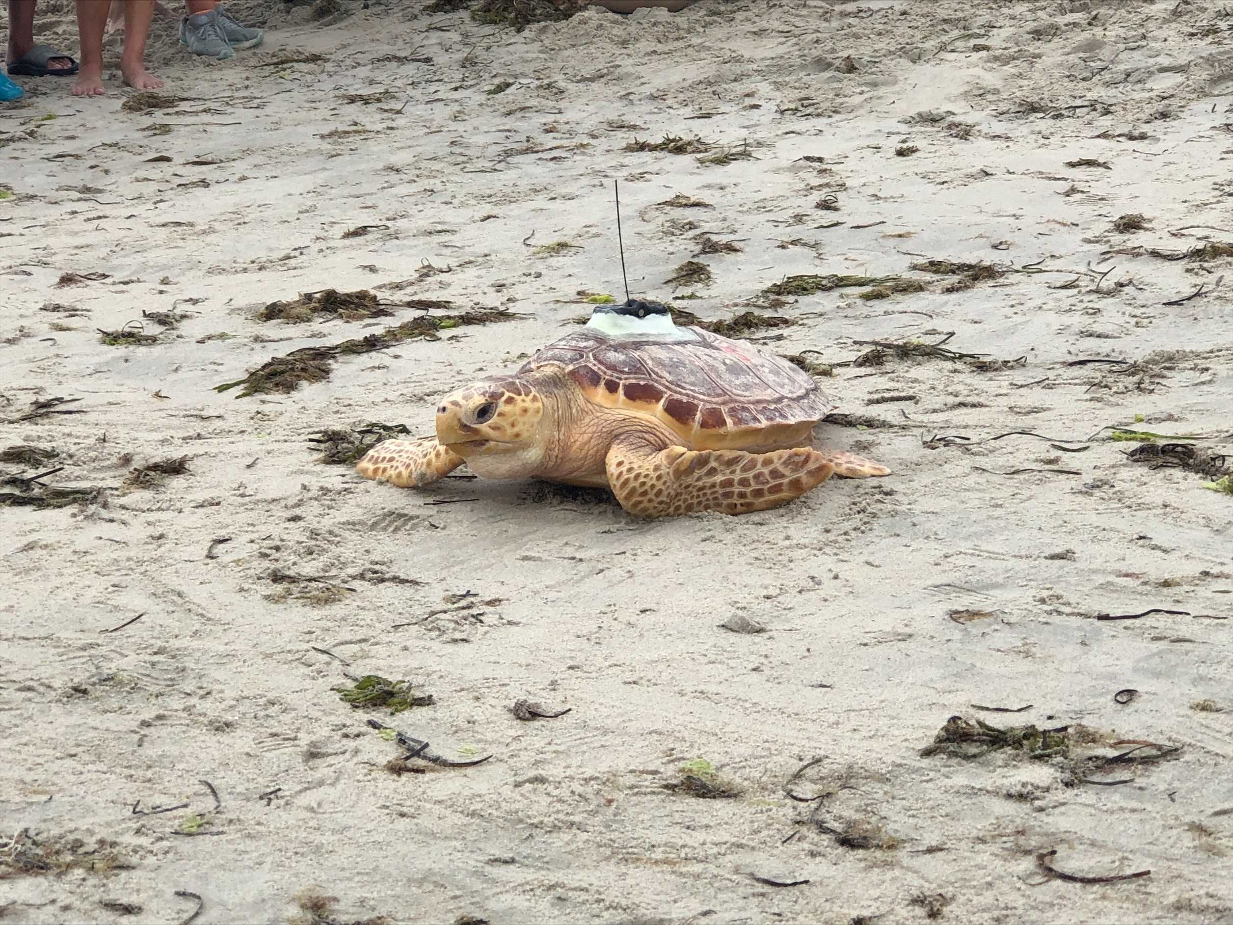 Rehabilitated Sea Turtles Released Into Waters Off Cape Cod