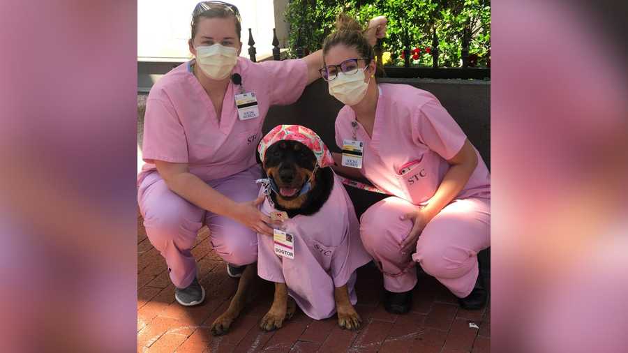 Loki in her pink scrubs at the University of Maryland Medical Center.