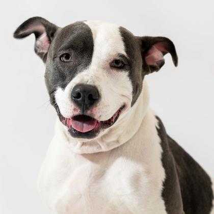 Wisconsin Humane Society Wisconsin Humane Society
