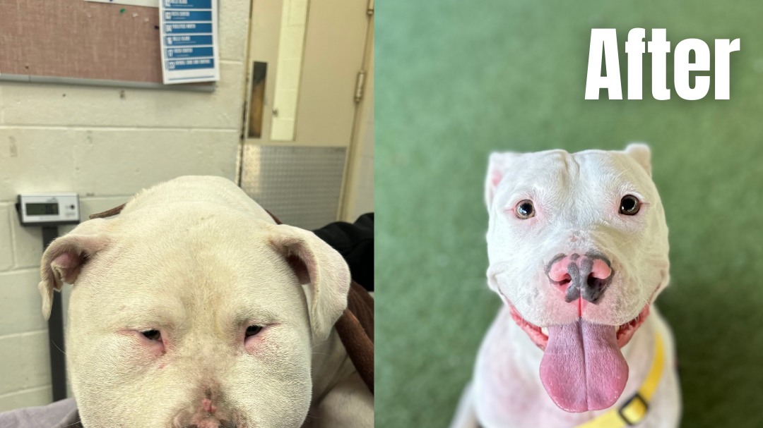 Florida dog recovering after shoe laces were tied to her neck - Can Dogs Choke On Boot Laces
