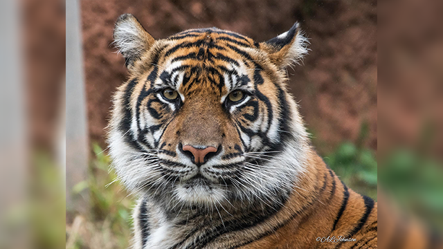 Oklahoma City Zoo announces births of twin Sumatran tigers - Vimarsana News