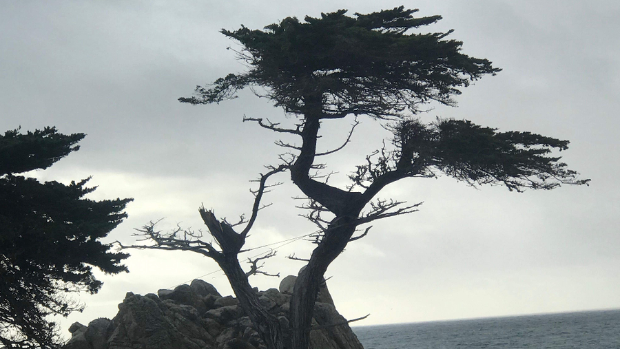 Lone Cypress in Pebble Beach damaged