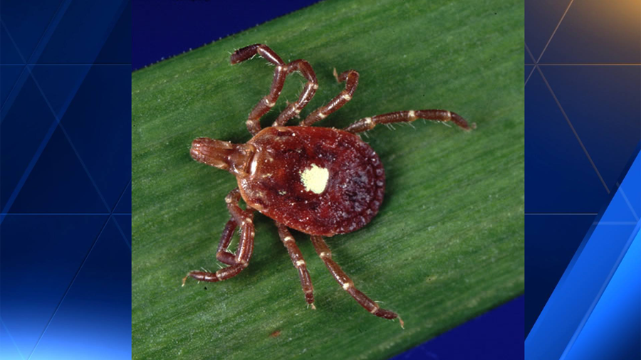 Missouri park employee dies after catching tick illness