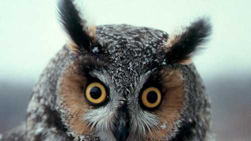 Long Eared Owl Spotted In Hollis - 