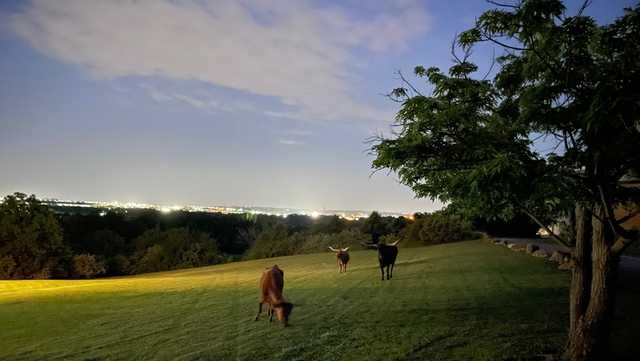 Dispatch confirms all three escaped longhorns have been caught in Fairfield Township - Vimarsana News