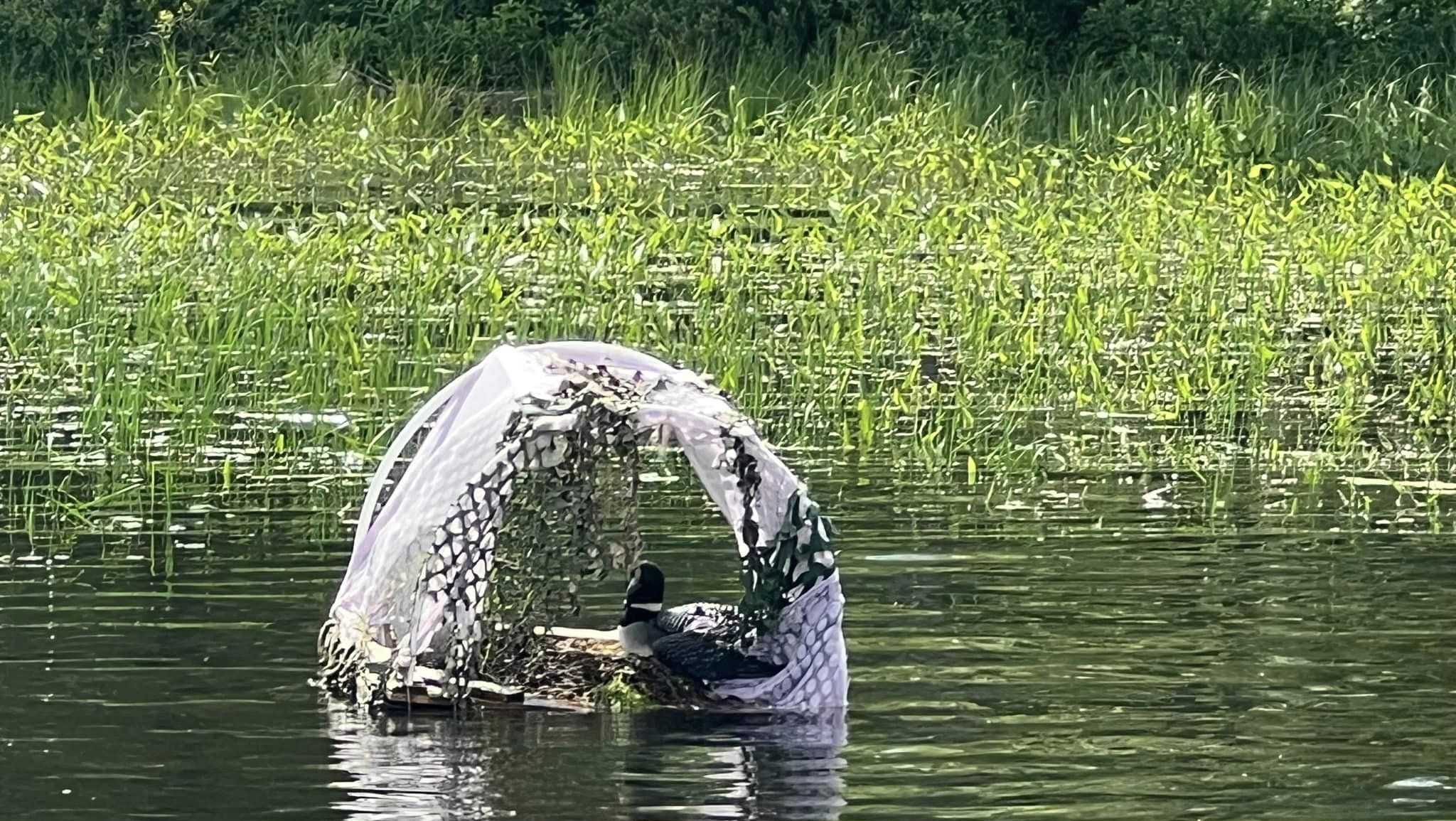 Tangled mother loon rescued on Oakland, Maine pond - Vimarsana News