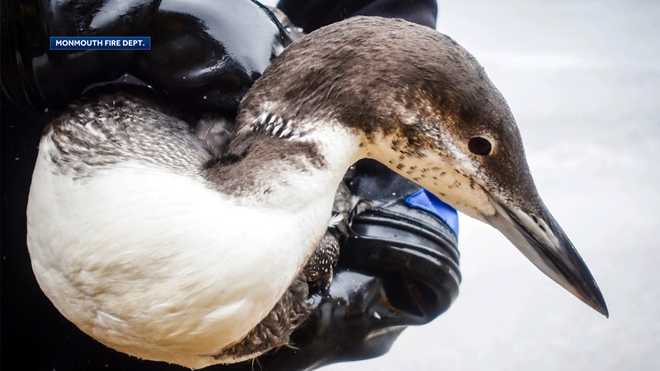 loon&#x20;rescue