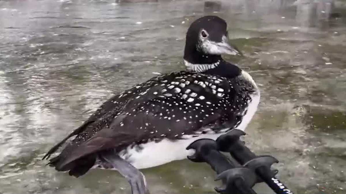Loon trapped on frozen Maine pond rescued by ice skater