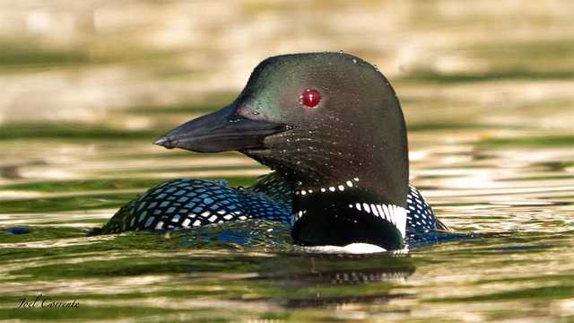 New Hampshire loon count results for 2021 - Vimarsana News