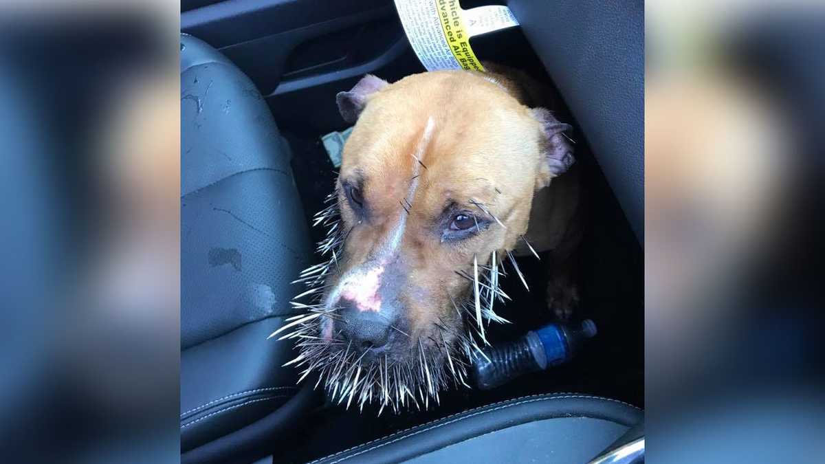 Owner of Danbury dog with porcupine quills in mouth found