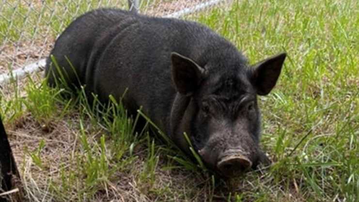 louisville metro animal services looking for owner of pig found wandering in portland