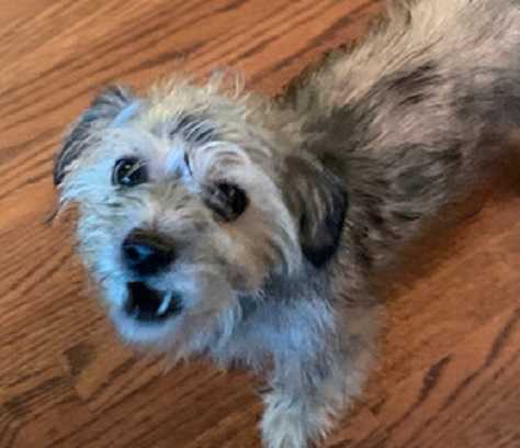 animal shelter near me lost and found